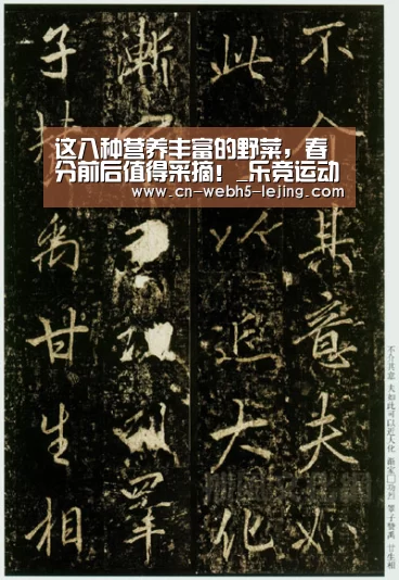 这八种营养丰富的野菜,春分前后值得采摘!_乐竞运动(图4) 乐竞官网